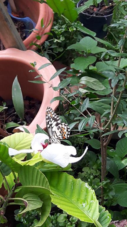Hom Baan Chiang Mai Ξενοδοχείο Εξωτερικό φωτογραφία