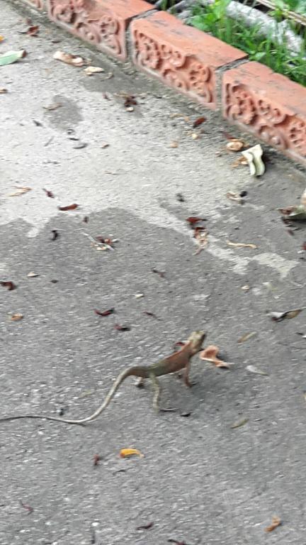 Hom Baan Chiang Mai Ξενοδοχείο Εξωτερικό φωτογραφία